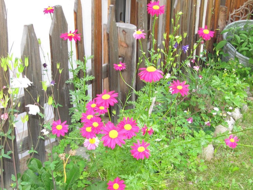 Appartamenti Chalet Orchidea 卡纳泽伊 外观 照片